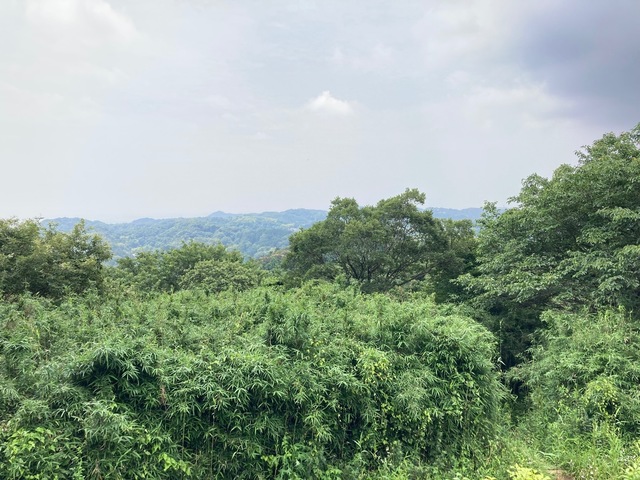 IMG_0650.jpeg