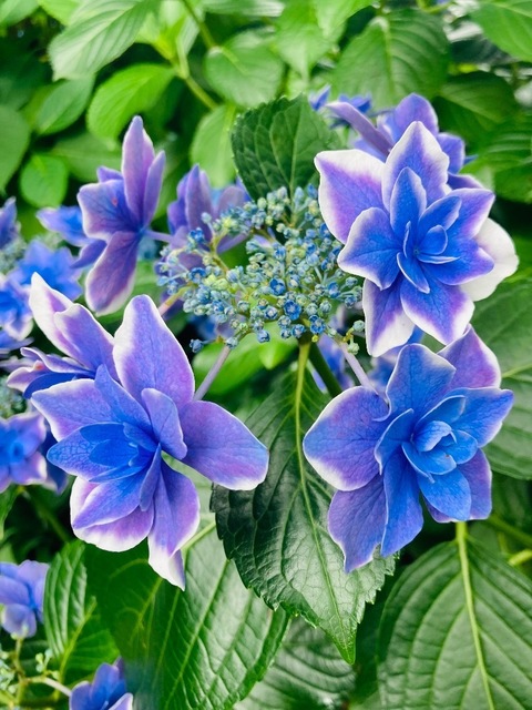 IMG_0664.jpeg