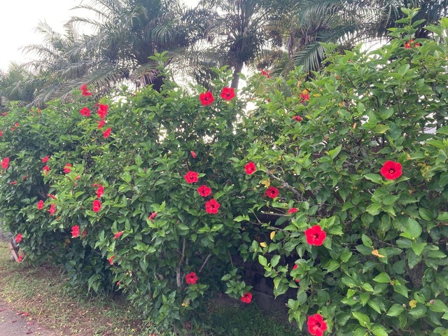 IMG_3622.jpeg