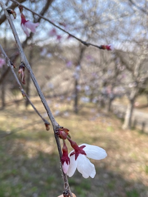 IMG_5038.jpeg