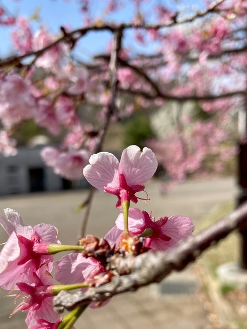 IMG_5039.jpeg
