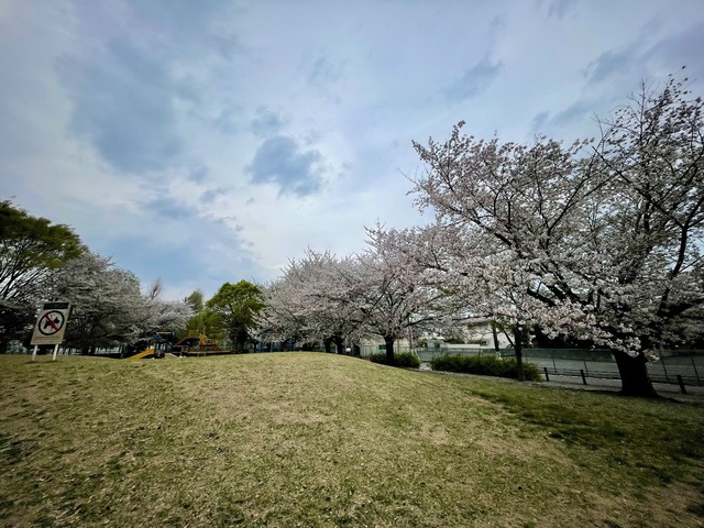 IMG_5135.jpeg